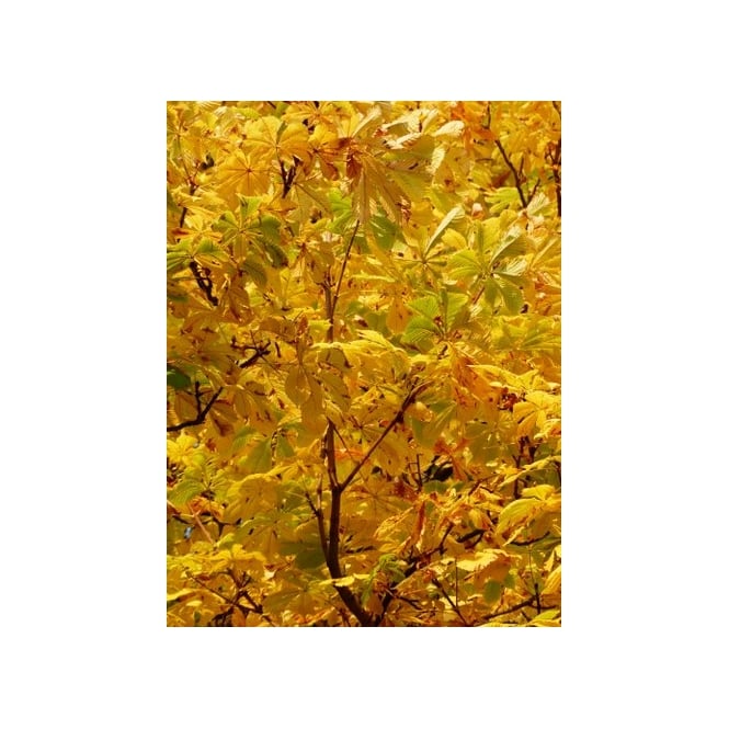 Red Horse Chestnut Tree
