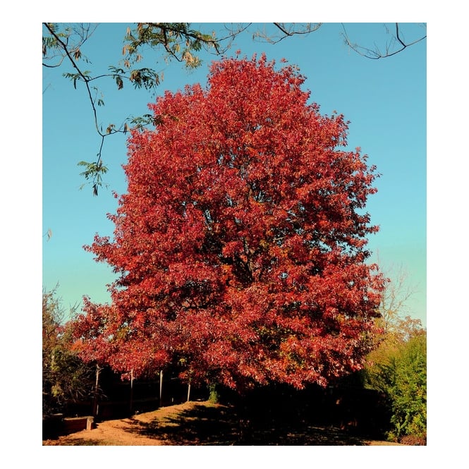 Red Oak Trees