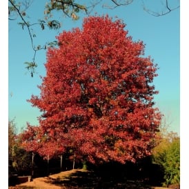 Red Oak Trees (Quercus rubra)