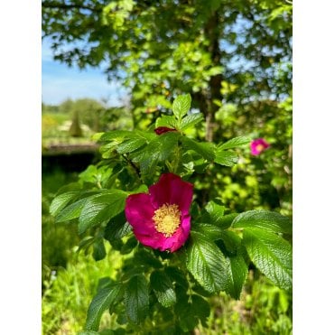 ROSA RUGOSA