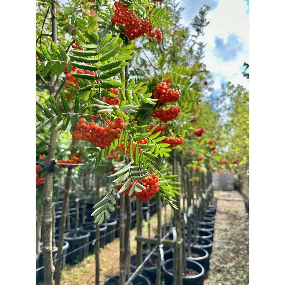 Rowan - Mountain Ash