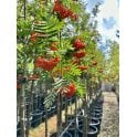 Rowan - Mountain Ash