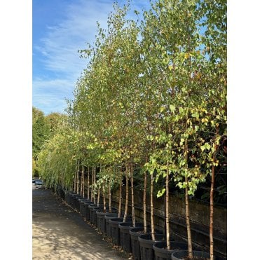 Silver Birch