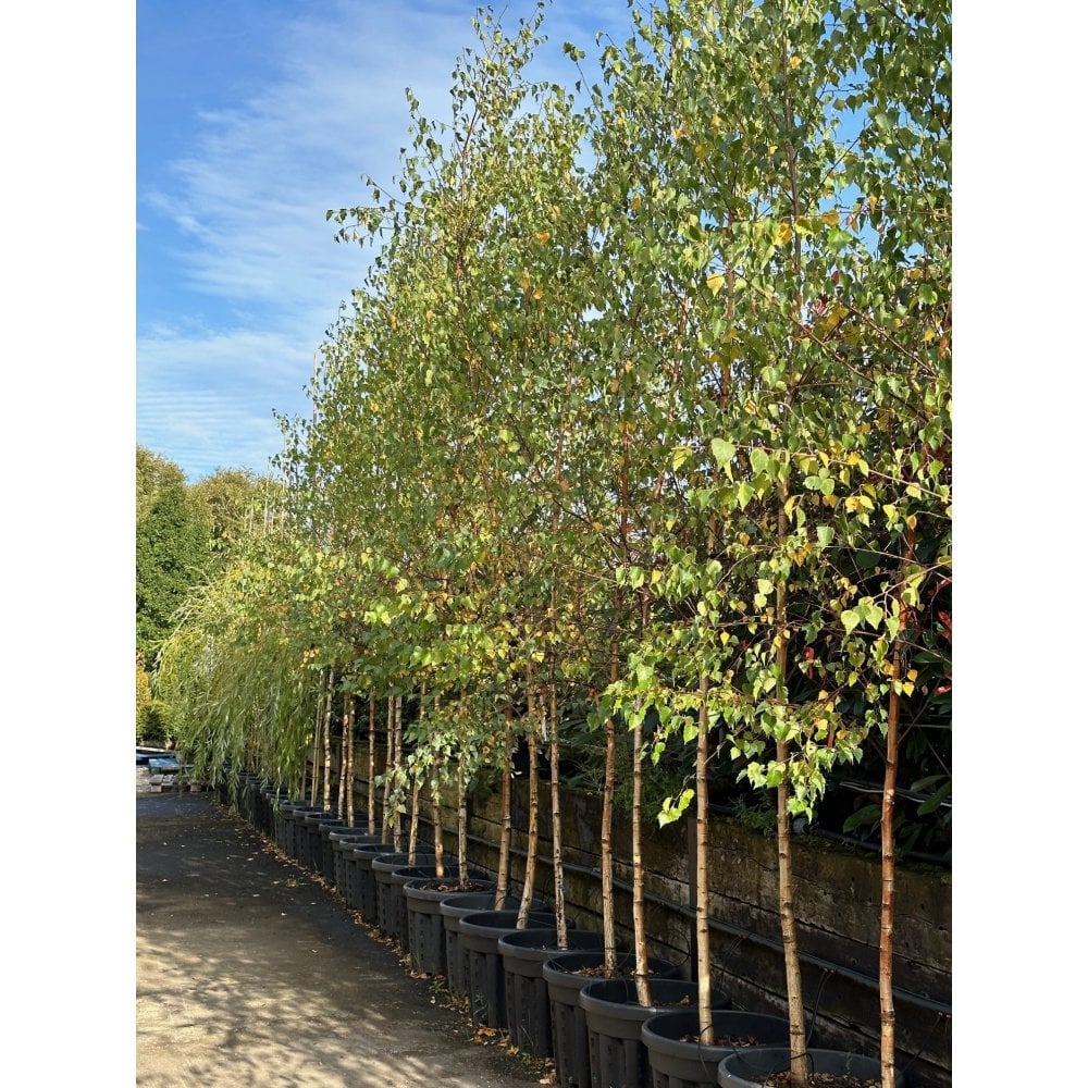 Silver Birch
