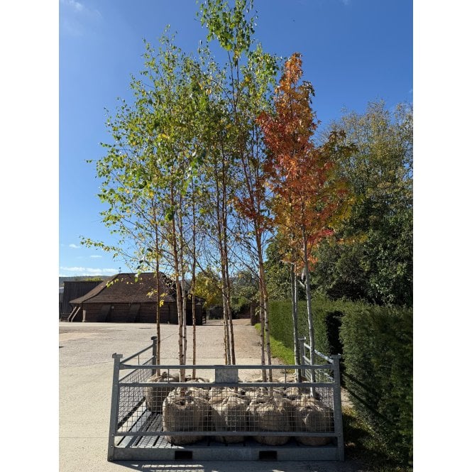 SILVER BIRCH TREES