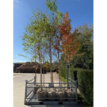 SILVER BIRCH TREES