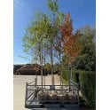 Silver Birch