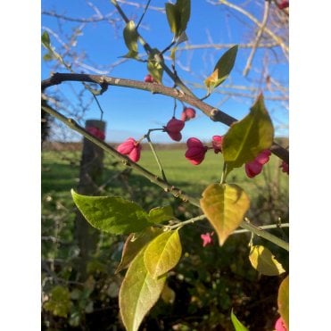 SPINDLE