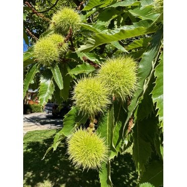 Sweet Chestnut