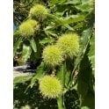 SWEET CHESTNUT