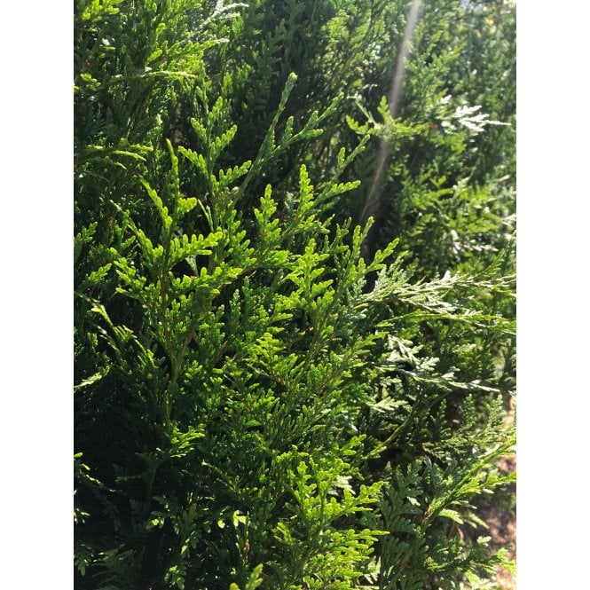 THUJA PLICATA / WESTERN RED CEDAR