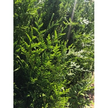 Western Red Cedar Trees (Thuja plicata) hedge plants