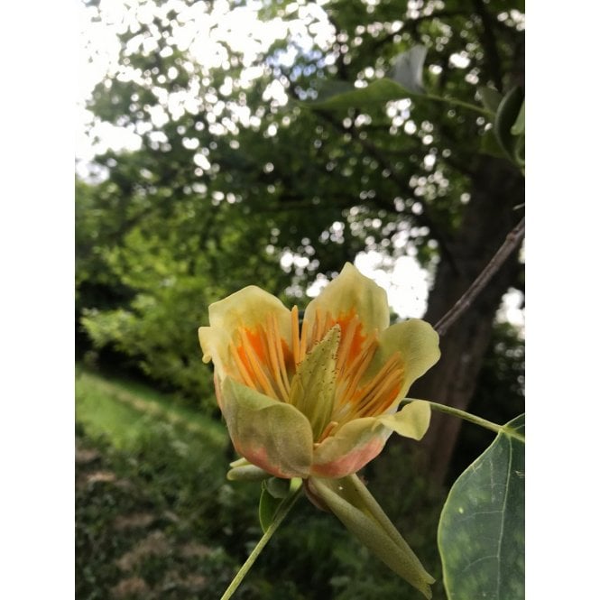 TULIP TREES