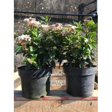 Viburnum tinus hedge plants (Eve Price)