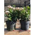 VIBURNUM TINUS