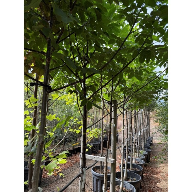 WALNUT TREES