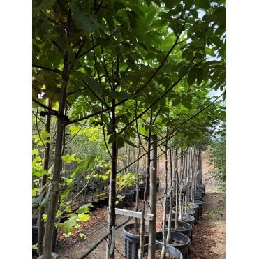 WALNUT TREES