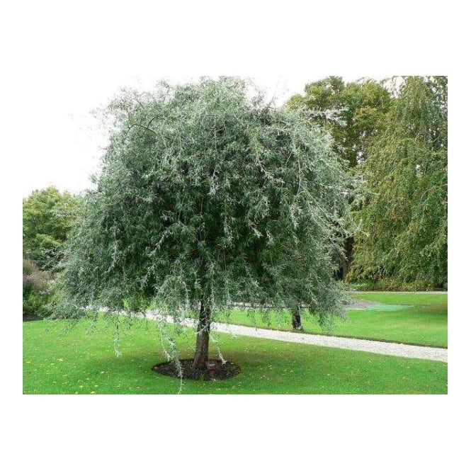 Weeping Silver Pear Trees