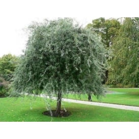 Weeping Silver Pear Trees (Pyrus salicifolia pendula)