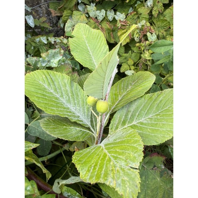 Whitebeam