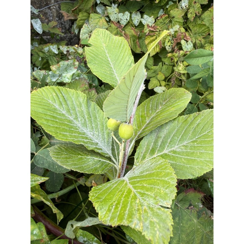 WHITEBEAM