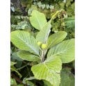 WHITEBEAM