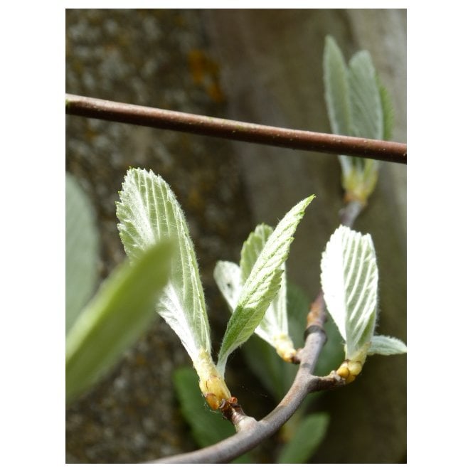WHITEBEAM
