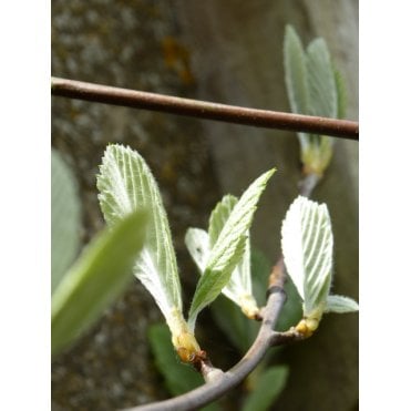 WHITEBEAM