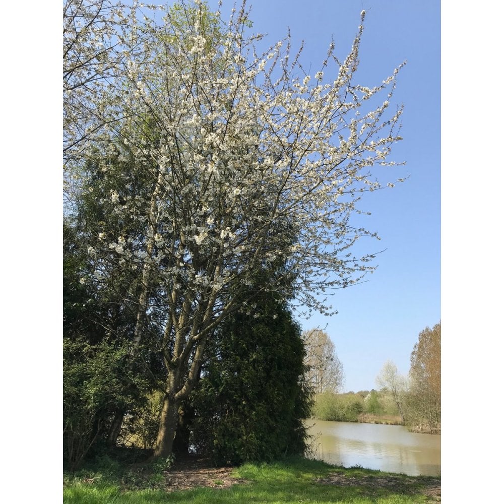 Cherry bare root