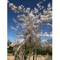 Cherry - Various varieties
