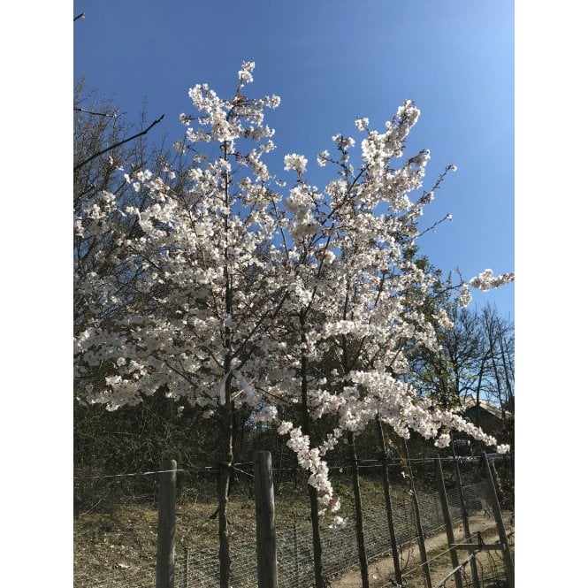 WILD CHERRY TREES - SOME ORNAMENTAL VARIETIES