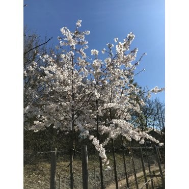 WILD CHERRY TREES - SOME ORNAMENTAL VARIETIES