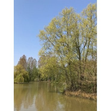 WILLOW TREES
