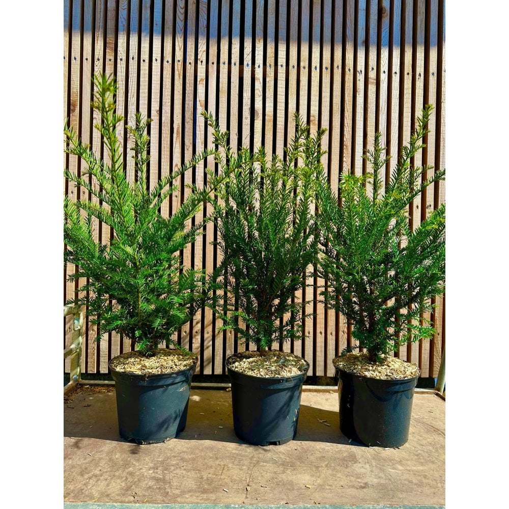 YEW HEDGE PLANTS