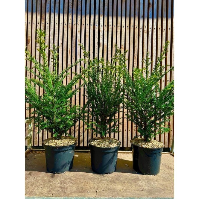 YEW HEDGE PLANTS