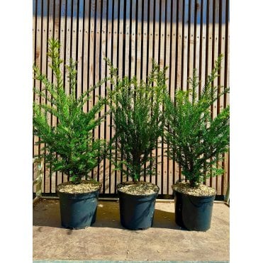 YEW HEDGE PLANTS