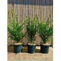 YEW HEDGE PLANTS