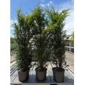 YEW HEDGE PLANTS